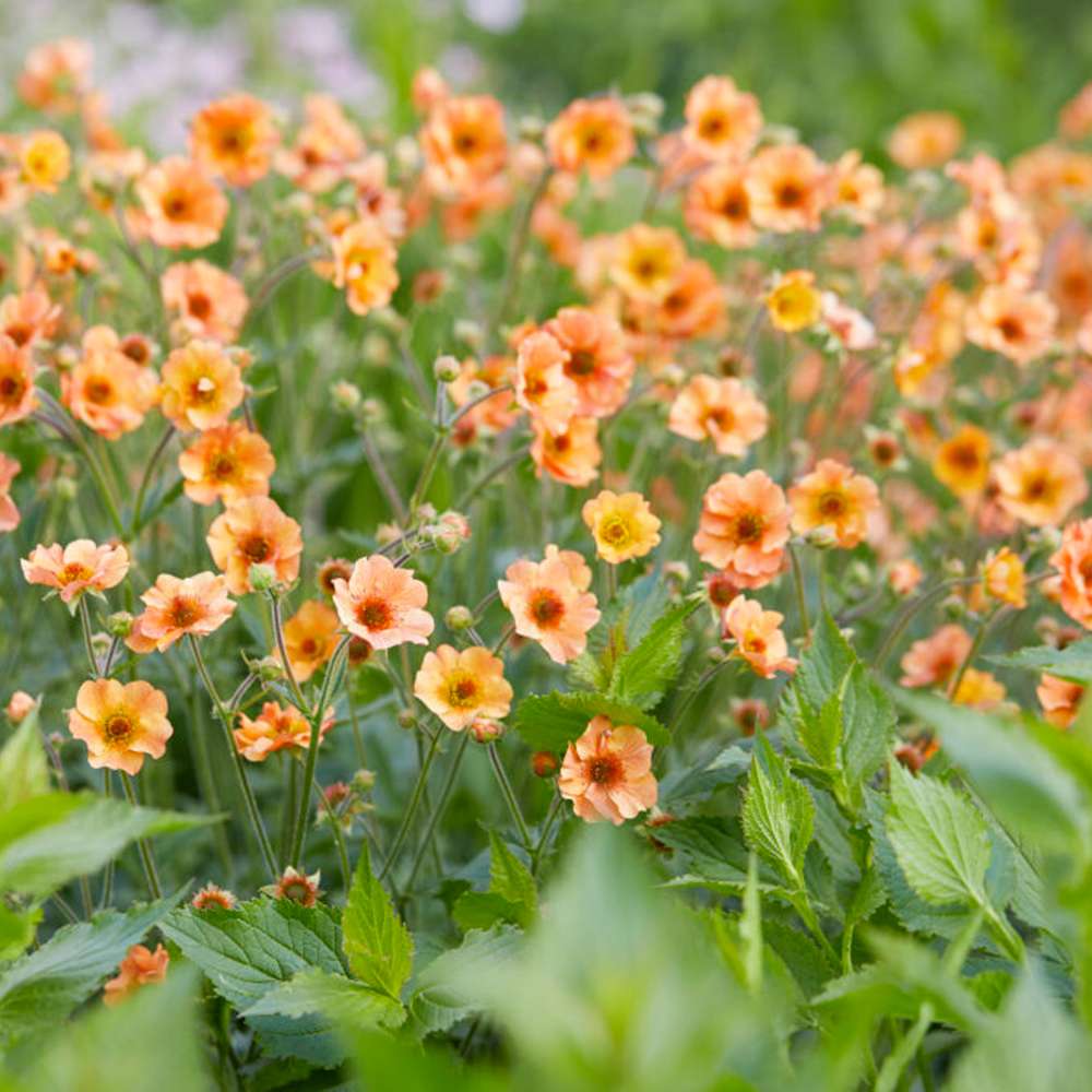 Nellikerod 'Totally Tangerine'